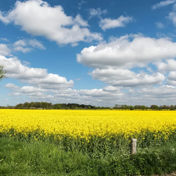 Rabenkirchen - Faulück