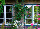 Judies Garten